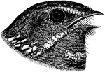 "In ornithology, having the beak broad and deeply cleft, as a swallow, swift, or goatsucker" or nightjar. -Whitney, 1911
