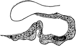 Trypanosoma are of the class kinetoplastida, a monophyletic group of unicellular parasitic protozoa. The name is derived from the Greek trypa&ocirc; (boring) and soma (body) because of their corkscrew-like motion. Trypanosomes infect a variety of hosts and cause various disease, including the fatal disease sleeping sickness in humans.