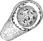 An illustration of the growth of a Cyclospora Cayetanensis Spore in the nucleus.