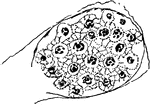 An illustration of the growth of spores of a Cyclospora Cayetanensis.