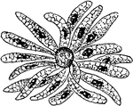 An illustration of the growth of spores of a Cyclospora Cayetanensis.