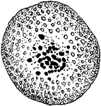 An illustration of the formation of the Cyclospora Cayetanensis egg-cell.