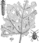 The Grapevine Flea Beetle (Altica chalybea). "a, leaf infested with larvae; b, larva; c, cocoon; d, beetle." -Whitney, 1911
