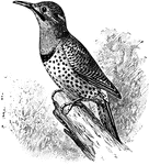 The Northern Flicker (Colaptes auratus) is a bird in the Picidae family of woodpeckers.
