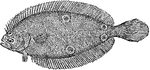 The American Fourspot Flounder (Hippoglossina oblonga) is a fish in the Paralichthyidae family of large-tooth flounders.