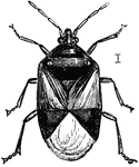 The Insidious Flower Bug is an insect in the Heteroptera suborder of true bugs.