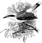 Fluvicola climacura is a watercap or water tyrant in the Tyrannidae family of tyrant flycatchers.