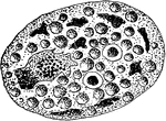 An illustration of the fusion of egg and sperm-nuclei of a Cyclospora Cayetanensis.
