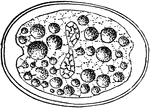 An illustration of the division of a zygote of Cyclospora Cayetanensis into two sporoblasts.