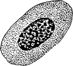 An illustration of Lymphosporidium truttae in the blood cell of a brook trout, which was the cause of the brook-trout epidemic of the 1800s.