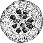 An illustration of Lymphosporidium truttae in the blood cell of a brook trout with numerous sporoblasts, which was the cause of the brook-trout epidemic of the 1800s.