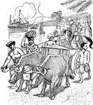 An illustration of a supply train powered by oxen.
