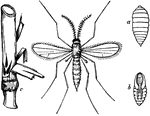 Now known as Mayetiola destructor: "Hessian Fly (Cecidomyia destructor). a, larva; b, pupa; c, infested stalk of wheat." -Whitney, 1911