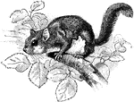 The American Flying Squirrel (Sciuropterus volucella) is a small rodent in the Sciuridae family of squirrels.