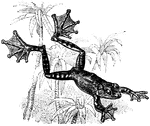 The flying frog is an amphibian "having enormously long webbed toes, enabling it to sustain a kind of flight." -Whitney, 1911