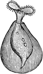 "They are trumpet-animalcules of the family Stentoridae, with the peristome divided into two lappet-like parts. Folliculina ampulla is an example." -Whitney, 1911