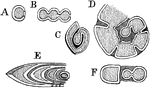 "Diagrams of Foraminifera. A, monothalamian; B, C, polythalamian; D, horizontal, and E, F, vertical sections of the helicoid forms." -Whitney, 1911