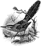 The Ferruginous Antbird (Drymophila ferruginea) is a bird in the Thamnophilidae family of antbirds. This species is also known by a former synonym: Ferruginous Ant-wren (Formicivora ferruginea).