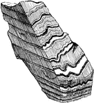 A piece of rock in which slaty cleavage has been developed, as shown by the fine lines; the coarser bands represent the original bedding planes, now compressed and contorted.