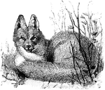 The Eastern American Red Fox (Vulpes vulpes fulvus) is a subspecies in the Canidae family of canines.