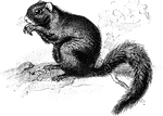 The Fox Squirrel (Sciurus niger) is a rodent in the Sciuridae family of squirrels. The black fox squirrel is found in the east or southern region of North America.