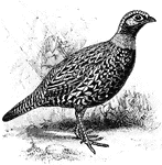The Black Francolin (Francolinus francolinus) is a bird in the Phasianidae family of pheasants.