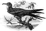 The Ascension Frigatebird (Fregata aquila) is a large seabird in the Fregatidae family of frigatebirds.