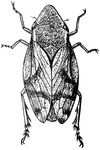 Aphrophora quadrangularis is a species of Froghopper, an insect in the order Hemiptera.