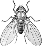 The Common Fruit Fly (Drosophila melanogaster) is an insect in the Drosophilidae family. The species was formerly known by the synonym Drosophila ampelophila.