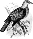 The Bronze Fruit Pigeon (Carpophaga aenea) is a bird in the Columbidae family of pigeons and doves.