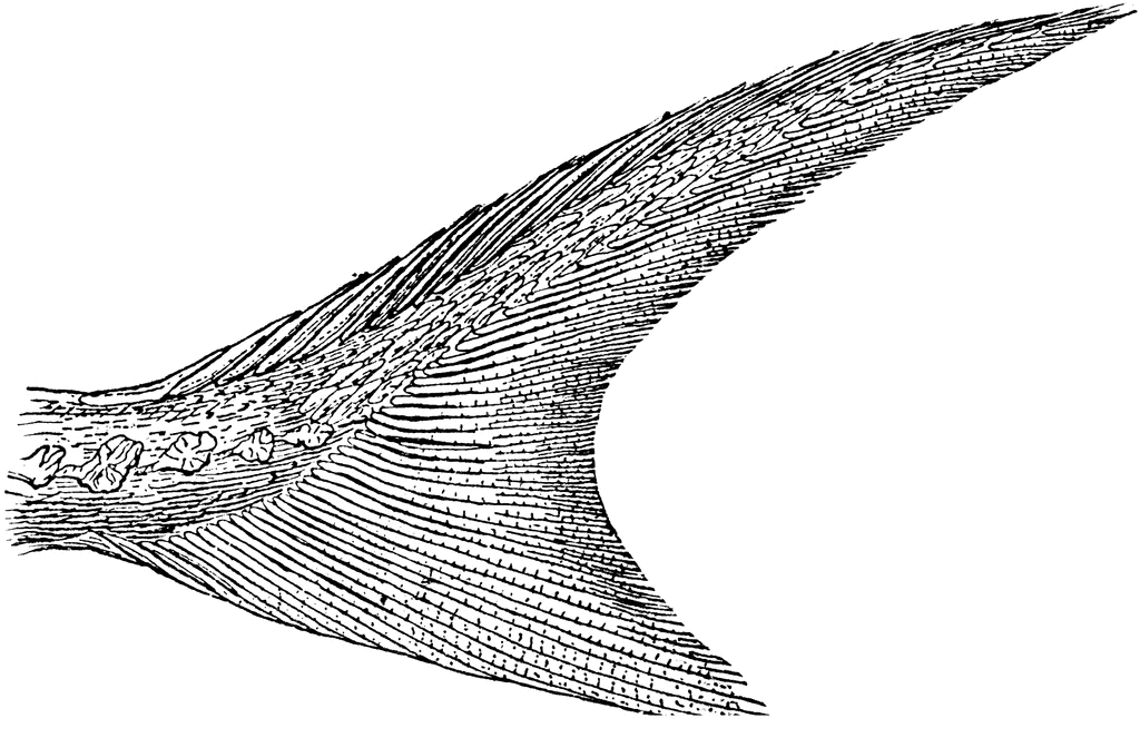 Shortnose Sturgeon Tail