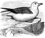 "The Northern Fulmar (Fulmarus glacialis) is a bird in the Procellariidae family of seabirds." -Whitney, 1911