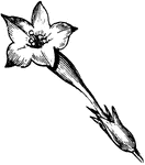"In botany, applied to a monopetalous corolla shaped like a funnel, in which the tube enlarges gradually from below, it expands widely at the summit; infundibuliform." -Whitney, 1911