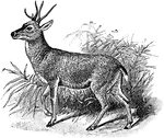 The Gemul Deer (Furcifer chilensis) is a South American deer with forked horns.