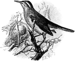 The Wing-Banded Hornero (Furnarius figulus) is a bird in the Furnariidae family of ovenbirds.