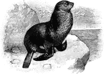 The Northern Fur Seal (Callorhinus ursinus) is large seal in the Otariidae family of eared seals.