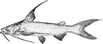 The Gafftopsail Catfish (Bagre marinus) is a fish in the Ariidae family of ariid catfish. It was also known as the synonym AElurichthys marinus.