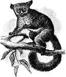 The Thick-Tailed Galago is a primate in the Galagidae family of bushbabies.