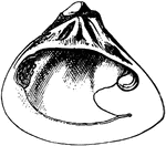 Galatea reclusa is a species of bivalve mollusk in the Donacidae family of bean clams (wedge shells).