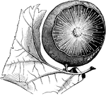 "Gall, or Oak-apple, produced by Cynips quercus-inanis, showing the internal cobwebby structure. Gall: a vegetable excrescence produced by the deposit of the egg of an insect in the bark or leaves of a plant, ordinarily to to the action of some virus deposited by the female along with the egg, but often to the irritation of the larva." -Whitney, 1911