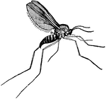 "Gall-gnat (female), a species of Cecidomyia natural size." -Whitney, 1911