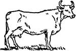An illustration of a female cow with horns.