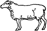 An illustration of a white sheep standing up.