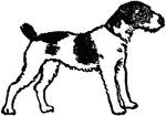 An illustration of a black and white dog with black spots.