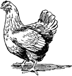An illustration of a hen, a female chicken.