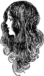 An illustration of a female's long hair.