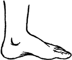 An illustration of a human foot.