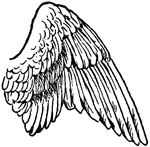 An illustration of the wing of a bird.