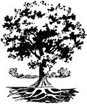 An illustration of a simple tree with roots.