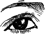 An illustration of a human eye.